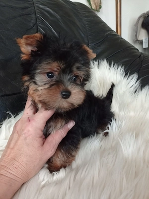 yorkshire terrier ( yorki ) kiskutyák - kép 4