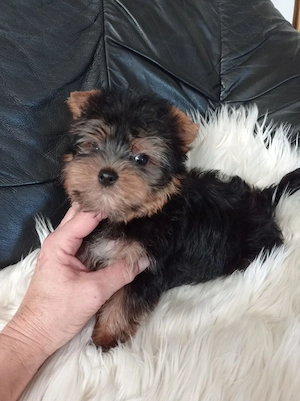 yorkshire terrier ( yorki ) kiskutyák - kép 5