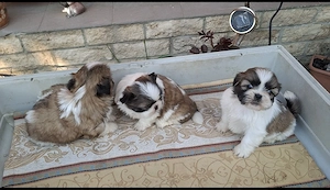 Shitzu Fiúk eladók