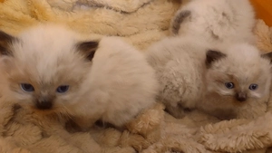 Ragdoll kandúr foglalható 2026.03.28. - kép 6