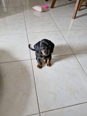 Törpe tacskok, eladók 