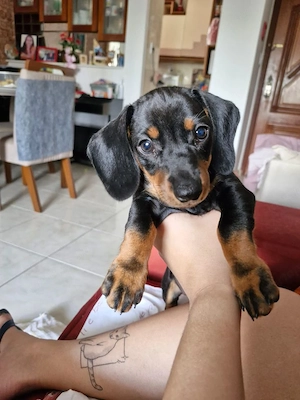 Törpe tacskok, eladók  - kép 2