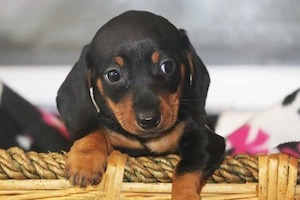 Törpe tacskok, eladók  - kép 3