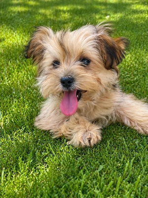 Eladó Bischon  kutyusok  - kép 2