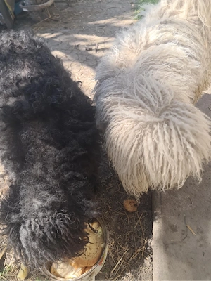 puli kölykök - kép 2