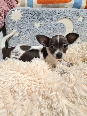 Színes csivava babyk foglalhatóak!