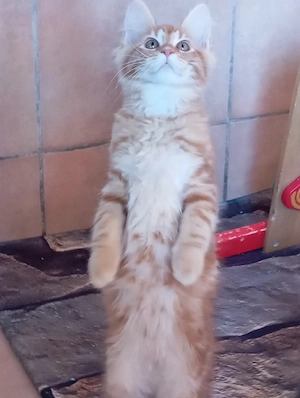 Maine coon cicák. - kép 2