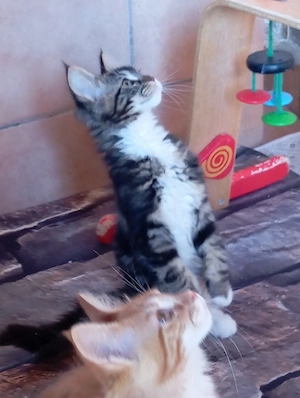 Maine coon cicák. - kép 4