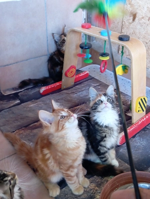 Maine coon cicák. - kép 5