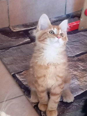 Maine coon cicák. - kép 3