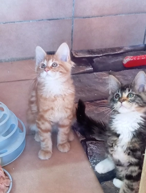 Maine coon cicák. - kép 7