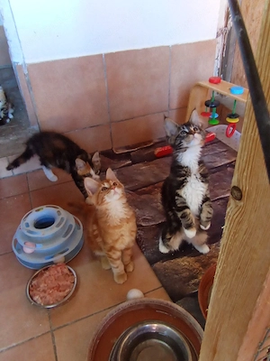 Maine coon cicák. - kép 10