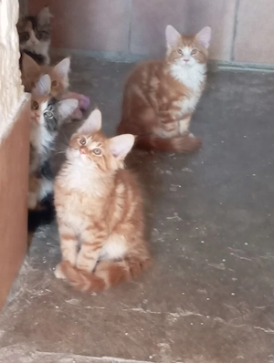 Maine coon cicák. - kép 9