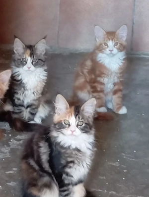 Maine coon cicák. - kép 6