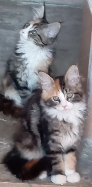 Maine coon cicák. - kép 11