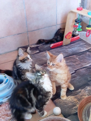 Maine coon cicák. - kép 8