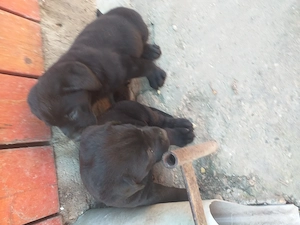 labradör fekete kölyök elvihető