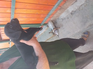 labradör fekete kölyök elvihető - kép 2