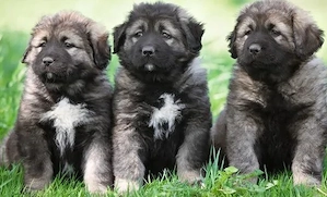 kaukázusi kölykök elvihetők - kép 2