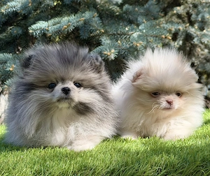 Pomerániai törpe spitz - kép 2