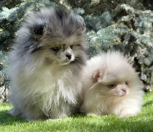 Pomerániai törpe spitz