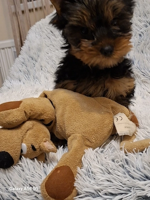 Yorkshire Terrier kan kölyök - kép 4