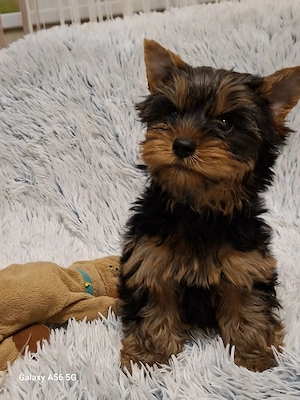 Yorkshire Terrier kan kölyök