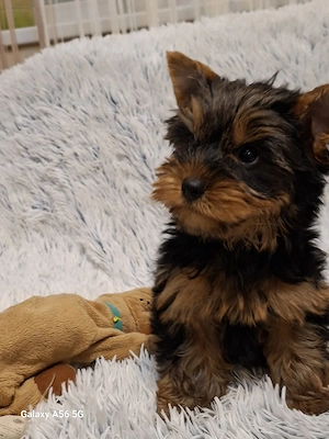 Yorkshire Terrier kan kölyök - kép 3