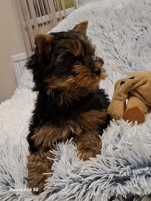 Yorkshire Terrier kan kölyök - kép 2