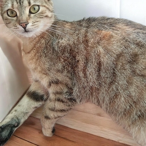 Cirmos Macska Szerető gazdát keres 