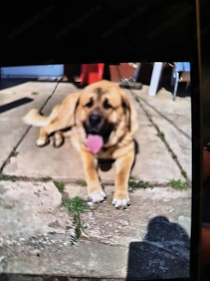 Kutya ajándekba ingyen  - kép 3