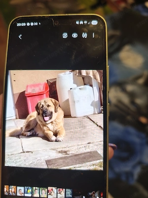 Kutya ajándekba ingyen  - kép 2