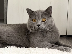 Gyönyörű plüss brit-scottish kiscicák eladók  - kép 3