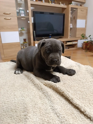 Cane corso kiskutyák eladók 
