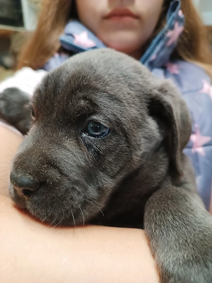 Cane corso kiskutyák eladók  - kép 2