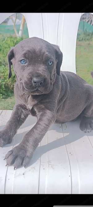 Cane corso kiskutyák eladók  - kép 3