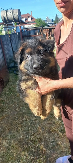 Német juhász fajtatiszta kis kutyák eladók németjuhász 