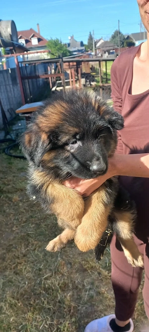 Német juhász fajtatiszta kis kutyák eladók németjuhász  - kép 2