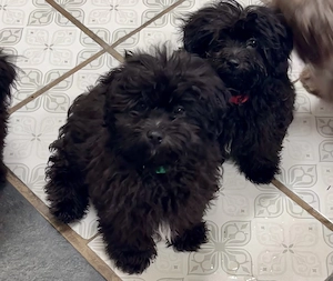 Bolonka Cvetna ritka orosz bichon kiskutyák