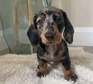 Tacskó kölykök  - kép 2