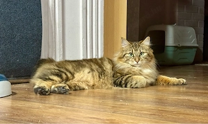 Kuriliai bobtail macska eladó  - kép 5