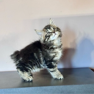 Kuriliai bobtail macska eladó 