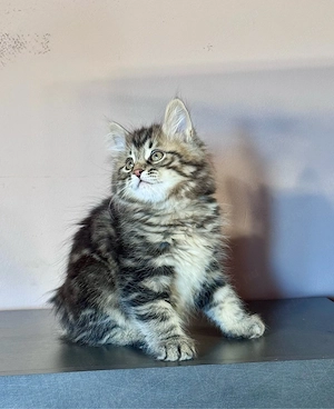 Kuriliai bobtail macska eladó  - kép 2