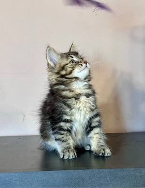 Kuriliai bobtail macska eladó  - kép 4