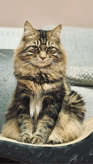 Kuriliai bobtail macska eladó  - kép 6