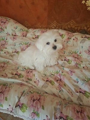 Gyönyörű Babarc m ltai kislány  - kép 2