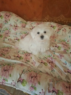 Gyönyörű Babarc m ltai kislány 