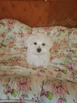 Gyönyörű Babarc m ltai kislány  - kép 3