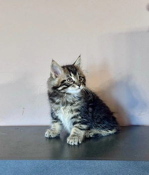 Kuriliai bobtail macska eladó  - kép 3