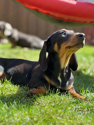 Tacskó lányok - kép 3